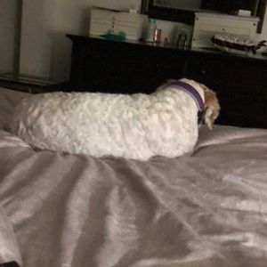 Meet your Posher, Alberto